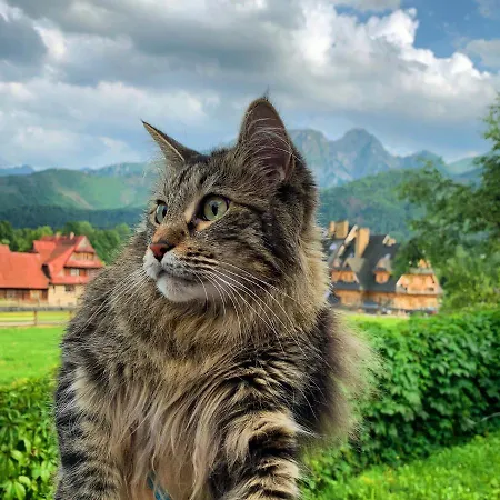 Poleczka Koscielisko Lejlighed