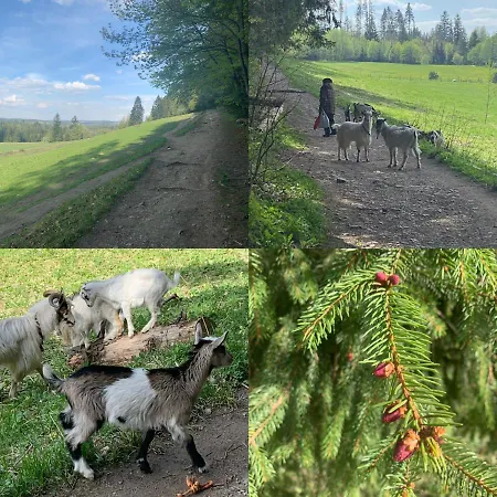 Poleczka Koscielisko