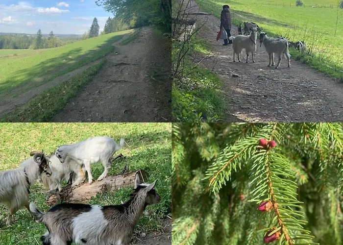 Poleczka Koscielisko